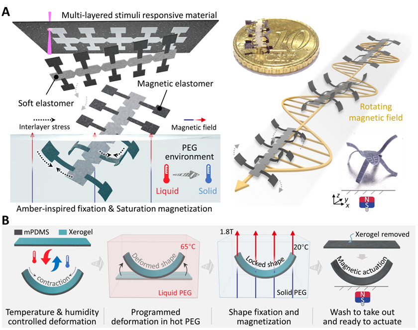 A New Paradigm for Programming Magnetic-Controlled Microrobots: A Joint Achievement by Xi'an Jiaotong University, City University of Hong Kong, and the Max Planck Institute Published in PNAS!