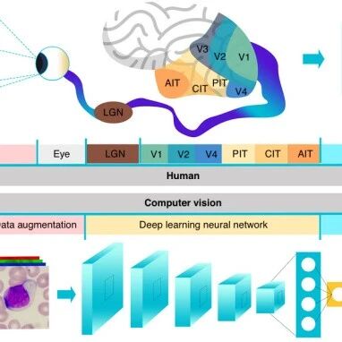 A Novel Label-Free Method for High-Throughput Single-Cell Analysis Integrating Computer Vision and Microfluidics