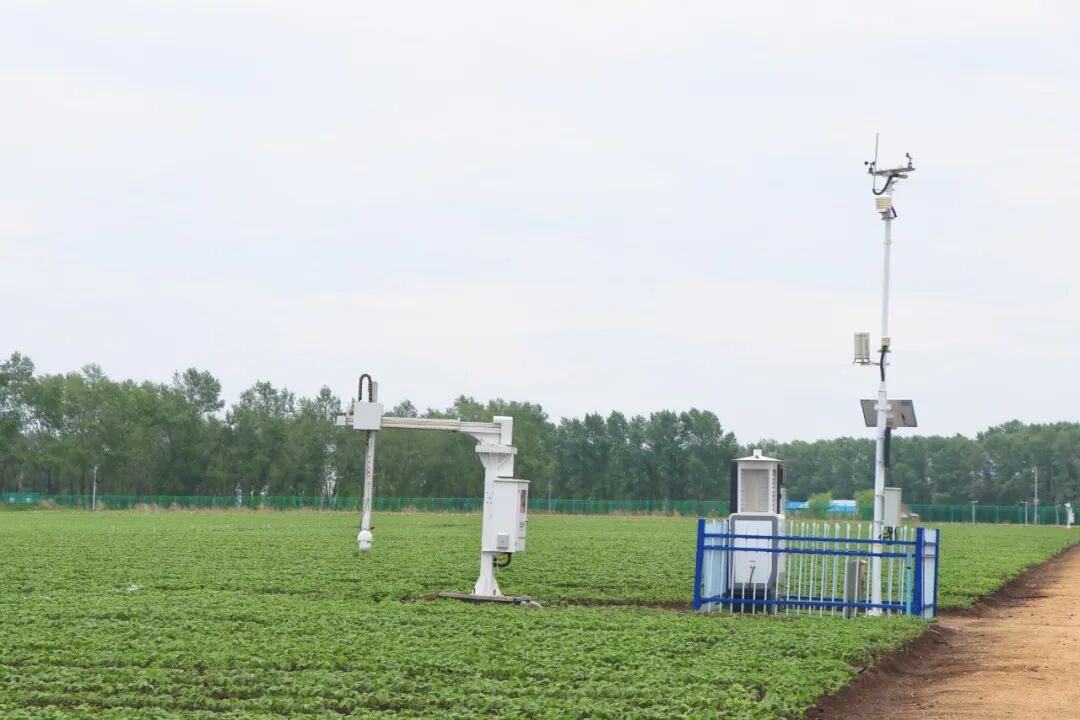 Smart Farming: IoT Takes Root in Black Soil, Accelerating Agricultural Innovation at 855 Farm