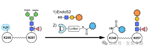 New Pathway for ADCs - Dual Payload ADCs