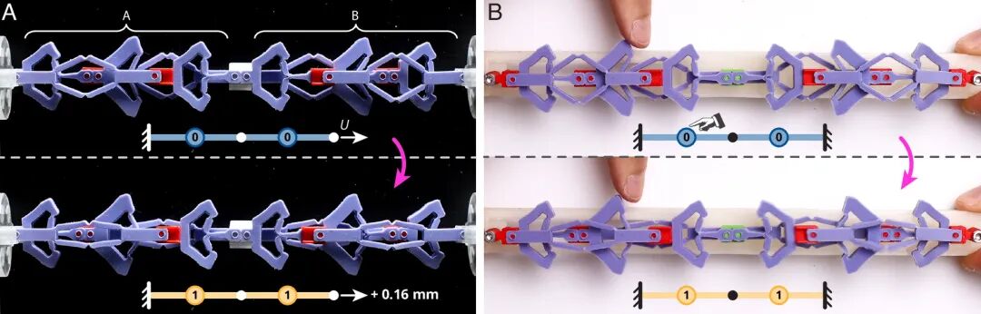 Revolutionary Insights! The Amazing 3D Printed Structure That Shortens When Stretched