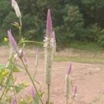 C Language and AT&T Assembly Format Rewrite Example from Modern x86 Assembly Language Programming (Part 16)