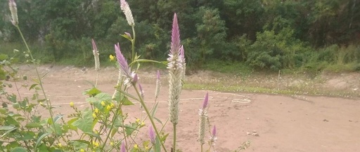 C Language and AT&T Assembly Format Rewrite Example from Modern x86 Assembly Language Programming (Part 16)