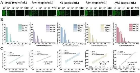 Wide Dynamic Range Multiplex Digital CRISPR Chip for Absolute Quantification of Nucleic Acids