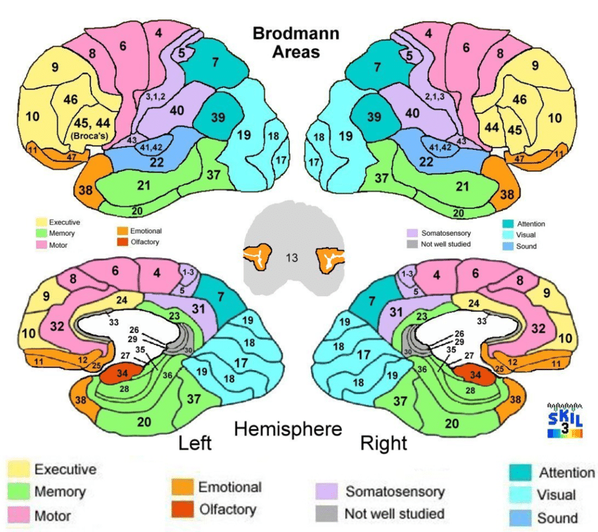 Fundamentals of Neural Rehabilitation: Brodmann Brain Cortex Areas