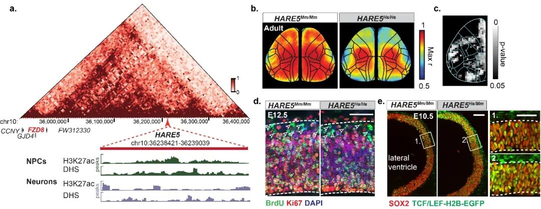 Recent Advances: Nature | Human Accelerated Regions Regulate the Potential of Human and Chimpanzee Neural Stem Cells