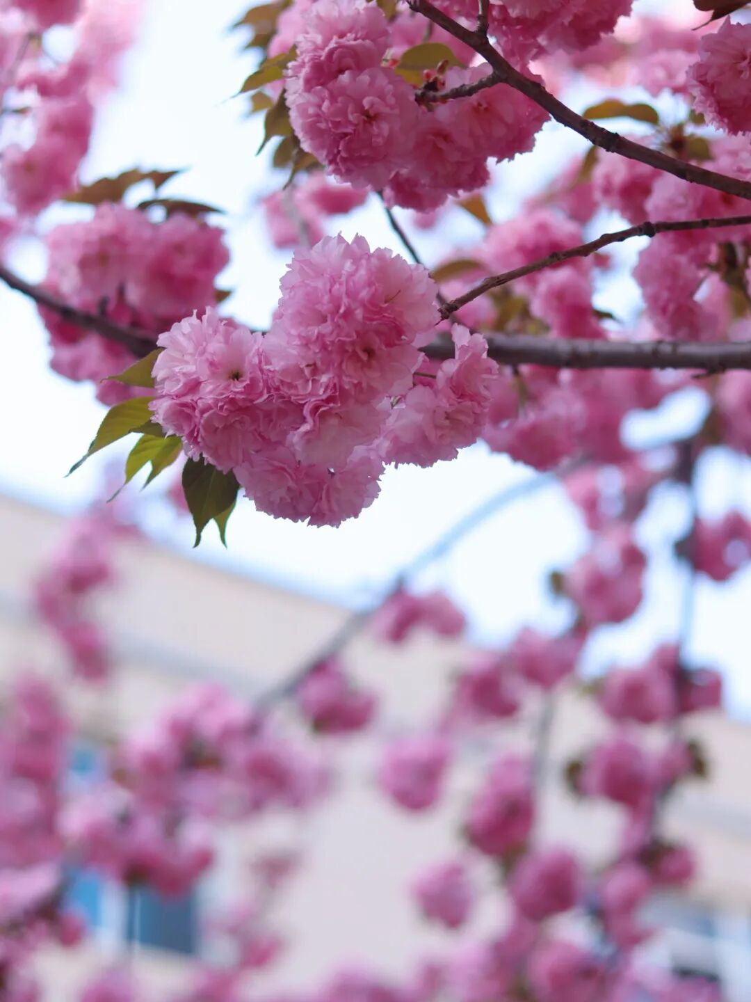 Campus Bluetooth at Xi'an Finance University: Have You Connected?