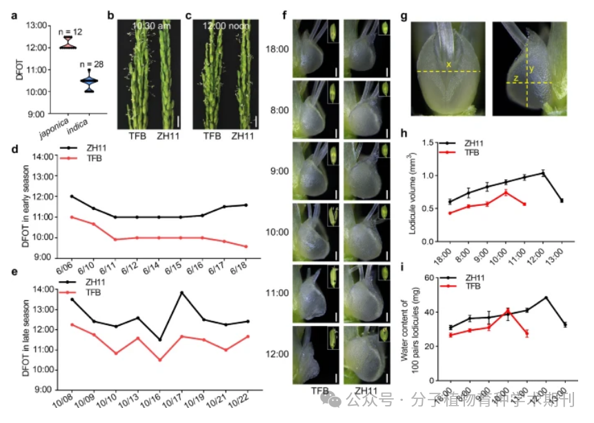 Recommended Reading: Genetic Regulation of Diurnal Flowering Time Differences in Rice: The Role of OsMYB8 and OsJAR1 Modules