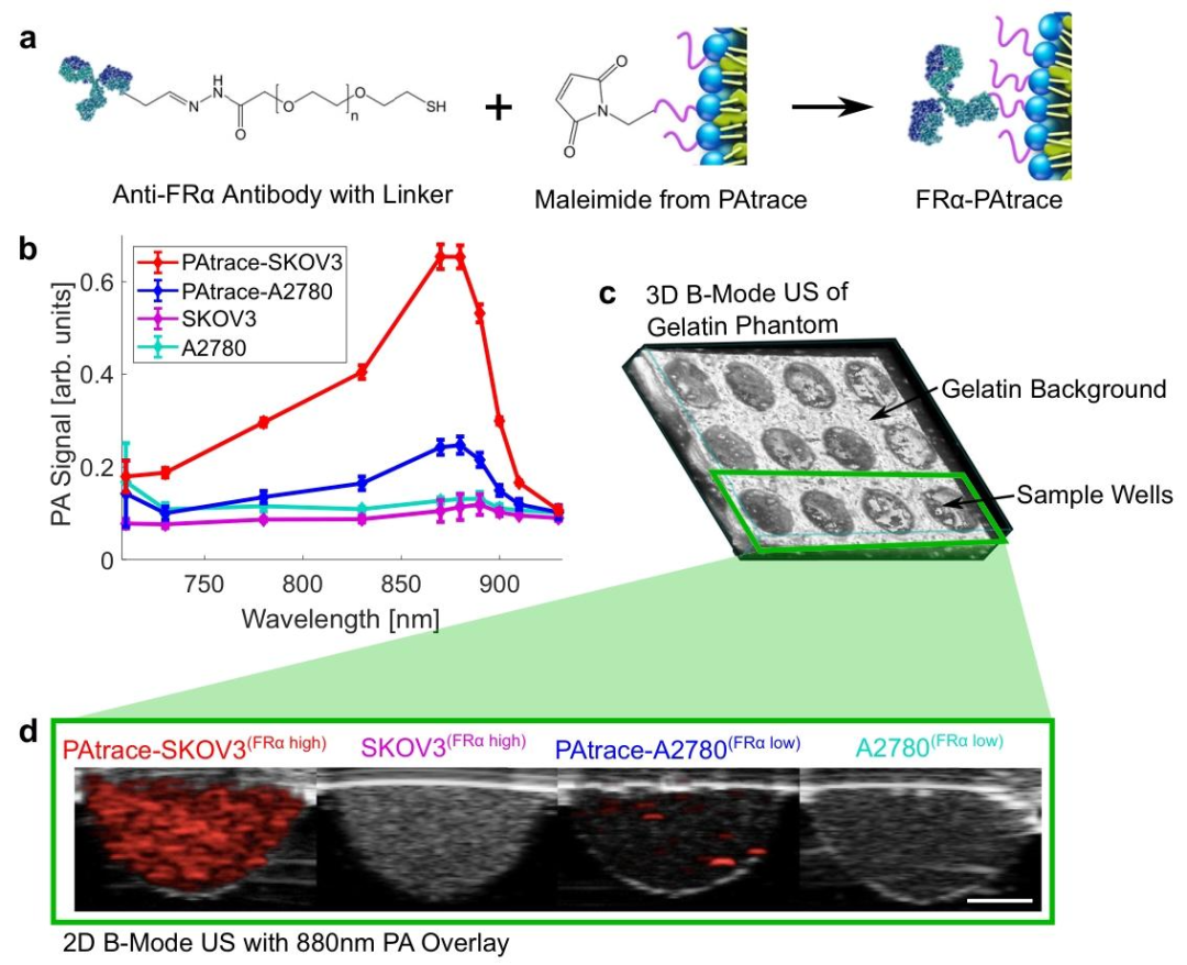 Nature Sub-Journal: Photoacoustic Imaging Technology for Precise Visualization of Tumor Microenvironments