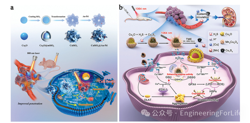 New Strategies for Cancer Treatment Using Copper Ions: Insights from Cuproptosis