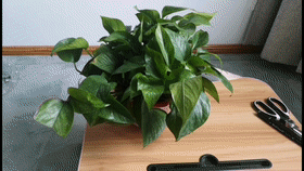 Innovative Practice School in Dalian: Excellent Micro-Class Broadcast (97) - Hydroponic Wind Chime Pothos
