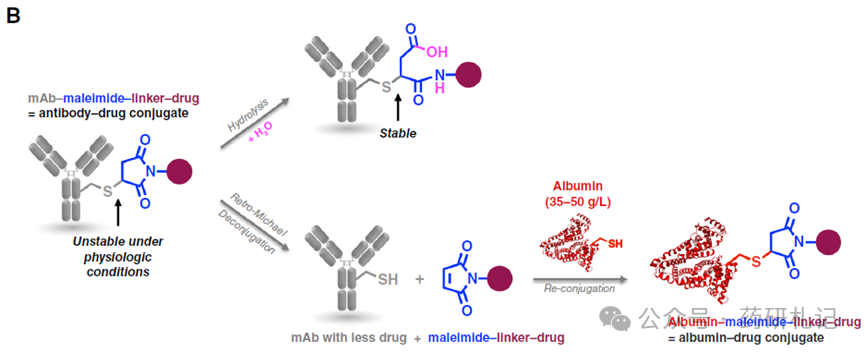 The Development History of ADC Over 40 Years (Part 2)