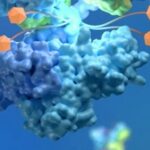 The Era of ADC: From Imitation to Leadership, Reshaping the Global Innovative Drug Landscape