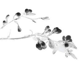 Analysis of Satisfaction and Influencing Factors of Elderly Residents in Embedded Nursing Homes: A Case Study of Shanghai