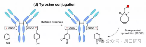 ADC Innovation Drugs: The Golden Inflection Point, Can We Seize It?