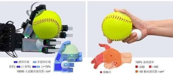 AI Science Popularization: How Robots Achieve Human-like Flexible Grasping