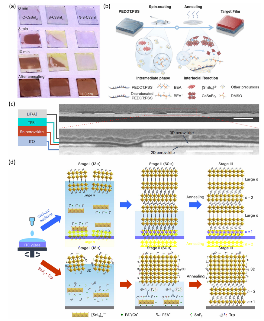 Review by Wang Jianpu & Huang Wei from Nanjing University of Technology: Tin Halide Perovskite Light Emitting Diodes