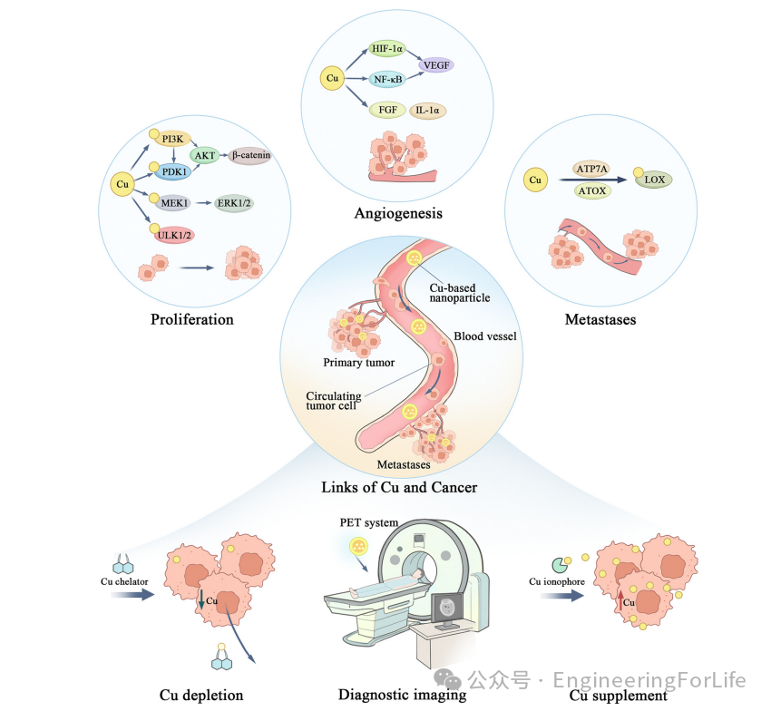 New Strategies for Cancer Treatment Using Copper Ions: Insights from Cuproptosis