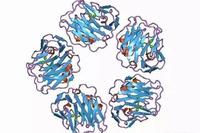Understanding C-Reactive Protein