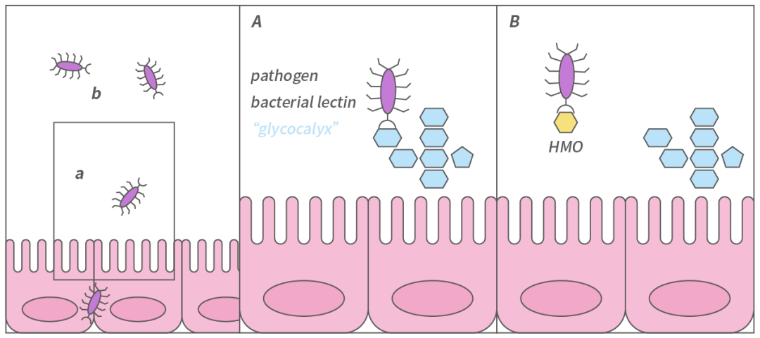 National Health Commission Approves HMOs for Various Infant Formulas: Exploring Nutritional Benefits for Children with Milk Allergy from Breast Milk Oligosaccharide Research