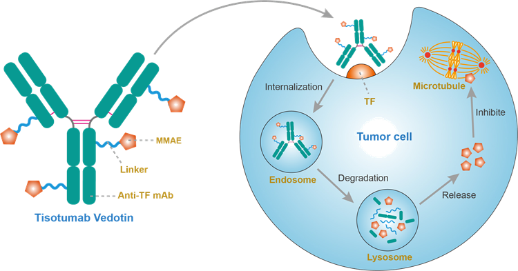 ADC Drug Advances in Non-Small Cell Lung Cancer