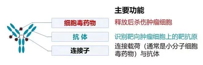 The Rise of Chinese ADC Anti-Cancer Drugs: From "Imitation" to "Leading", A New Hope for Global Patients
