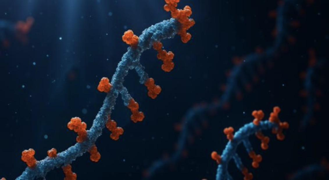 Cutting-Edge | Creation of a 'Biological AI' System that Simulates Natural Evolution to Accelerate Molecular Development