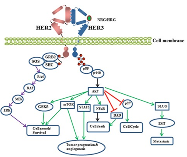 ADC Drug Advances in Non-Small Cell Lung Cancer