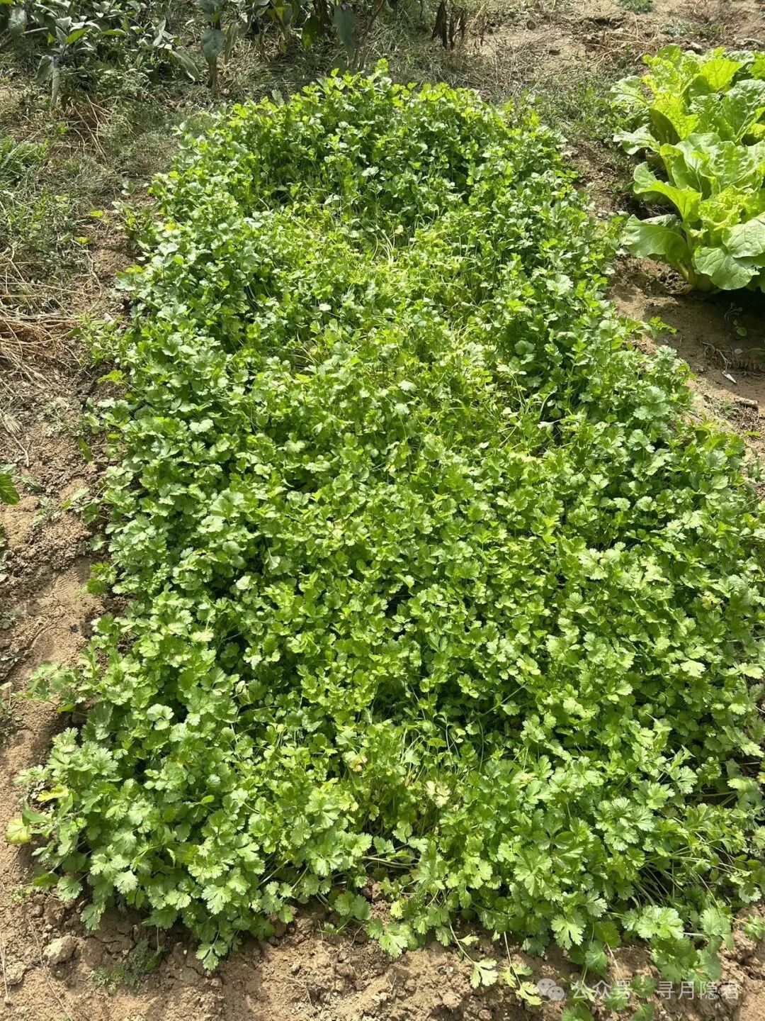 Exploring the Path of Rust Programming: Learning Notes from Design Philosophy to Memory Safety