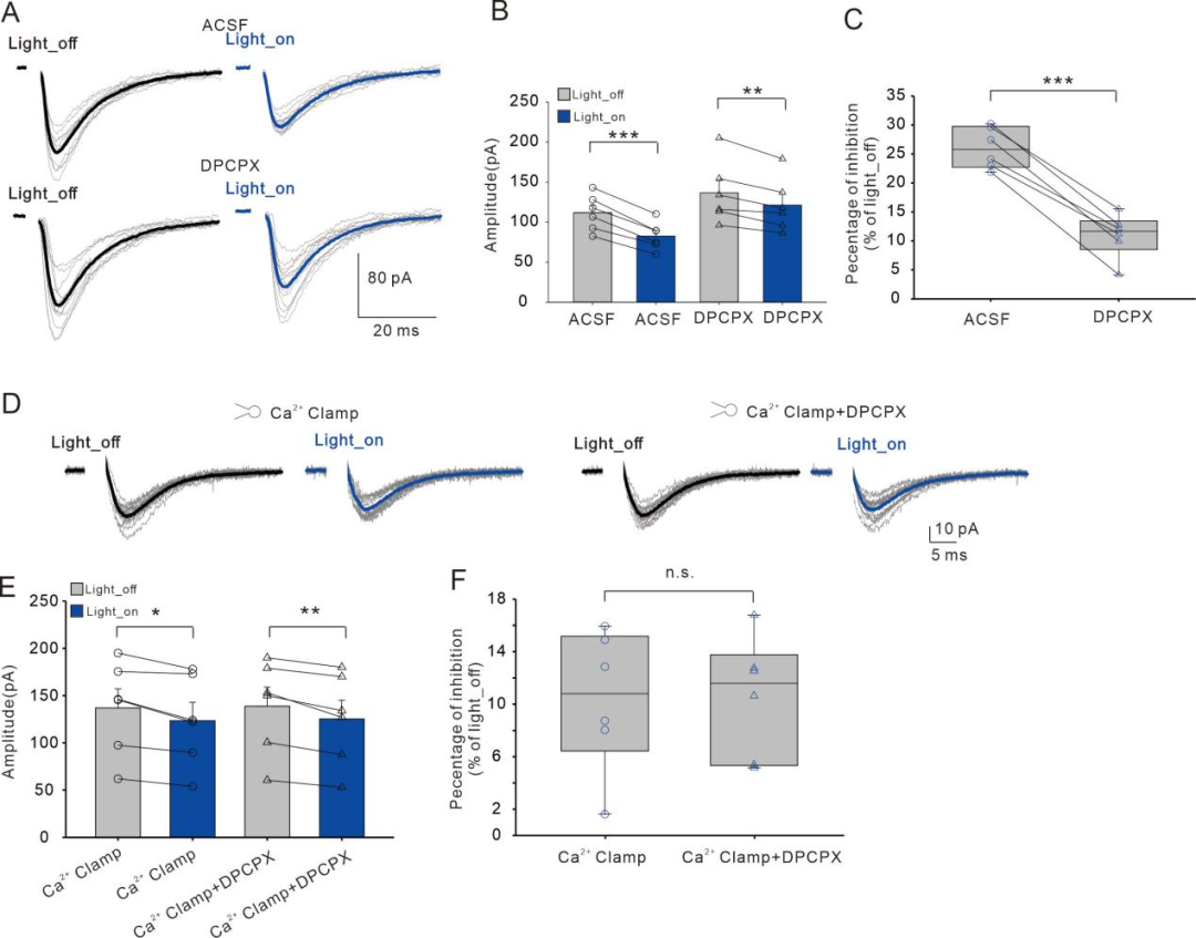 Zeng Linghui's Research Group at the Medical School Reveals the Mechanism by which Somatostatin Interneurons (SOM-INs) Regulate Excitatory Synapses through Astrocytic Purinergic Signaling
