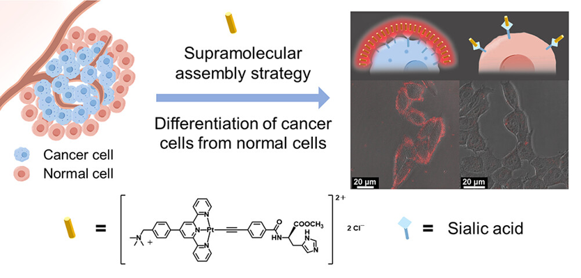 Literature Sharing | J. Am. Chem. Soc. | Alkynyl Platinum Complex Self-Assembly for Sialic Acid Detection and Differentiation of Cancer Cells from Normal Cells