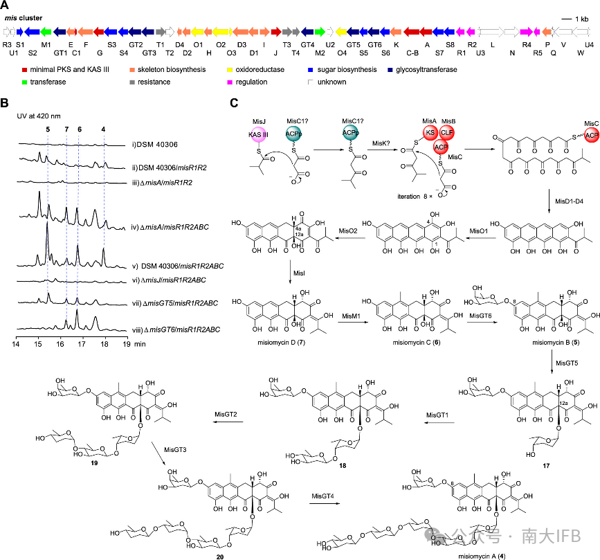 Uncovering the Molecular Landscape of Tetracycline Family Natural Products through Bacterial Genome Mining
