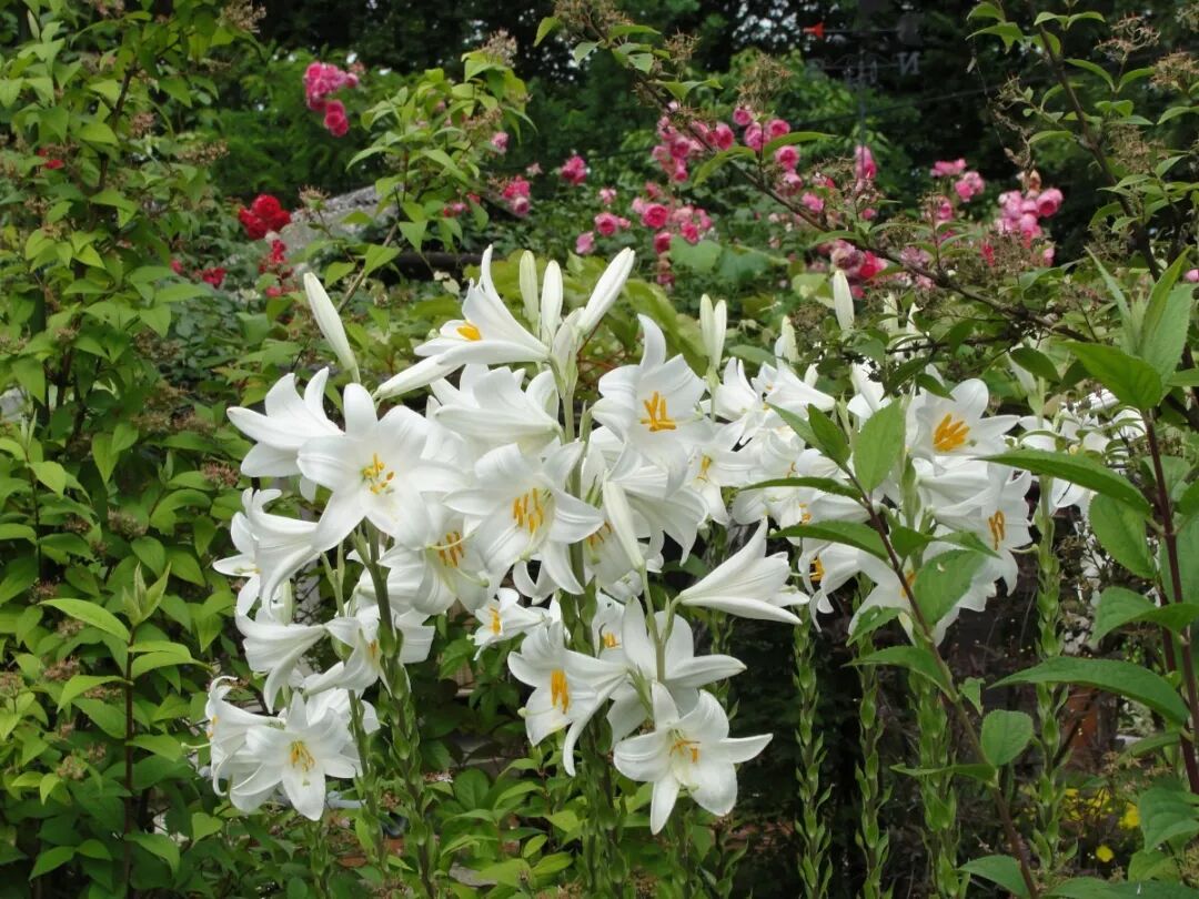 The Historical and Religious Significance of the Madonna Lily