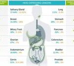 New Hope for Solid Tumors! DS-8201 Achieves Over 22 Months of Sustained Relief and Receives Two Breakthrough Therapy Designations