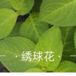 Common Tools for the Linux Command Line