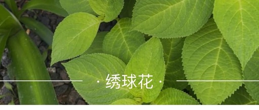 Common Tools for the Linux Command Line