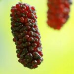 Mulberries: A Nutritional Powerhouse in a Small Fruit