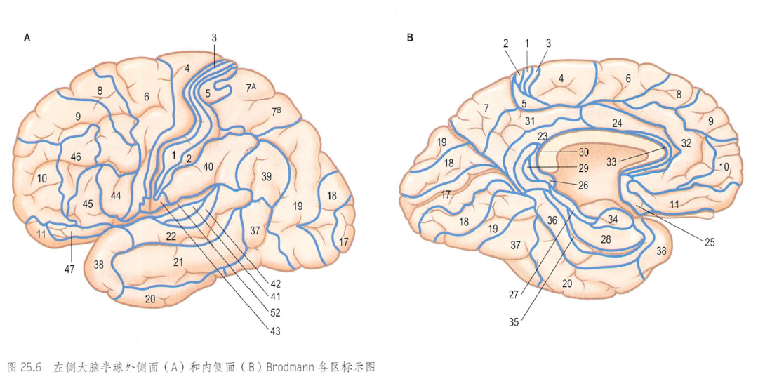 Fundamentals of Neural Rehabilitation: Brodmann Brain Cortex Areas