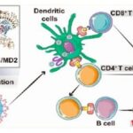 ACS Nano (IF=16.0): Computer-Guided Discovery of Polysaccharide Derivatives as Adjuvants for Cancer Immunotherapy Nanoparticle Vaccines