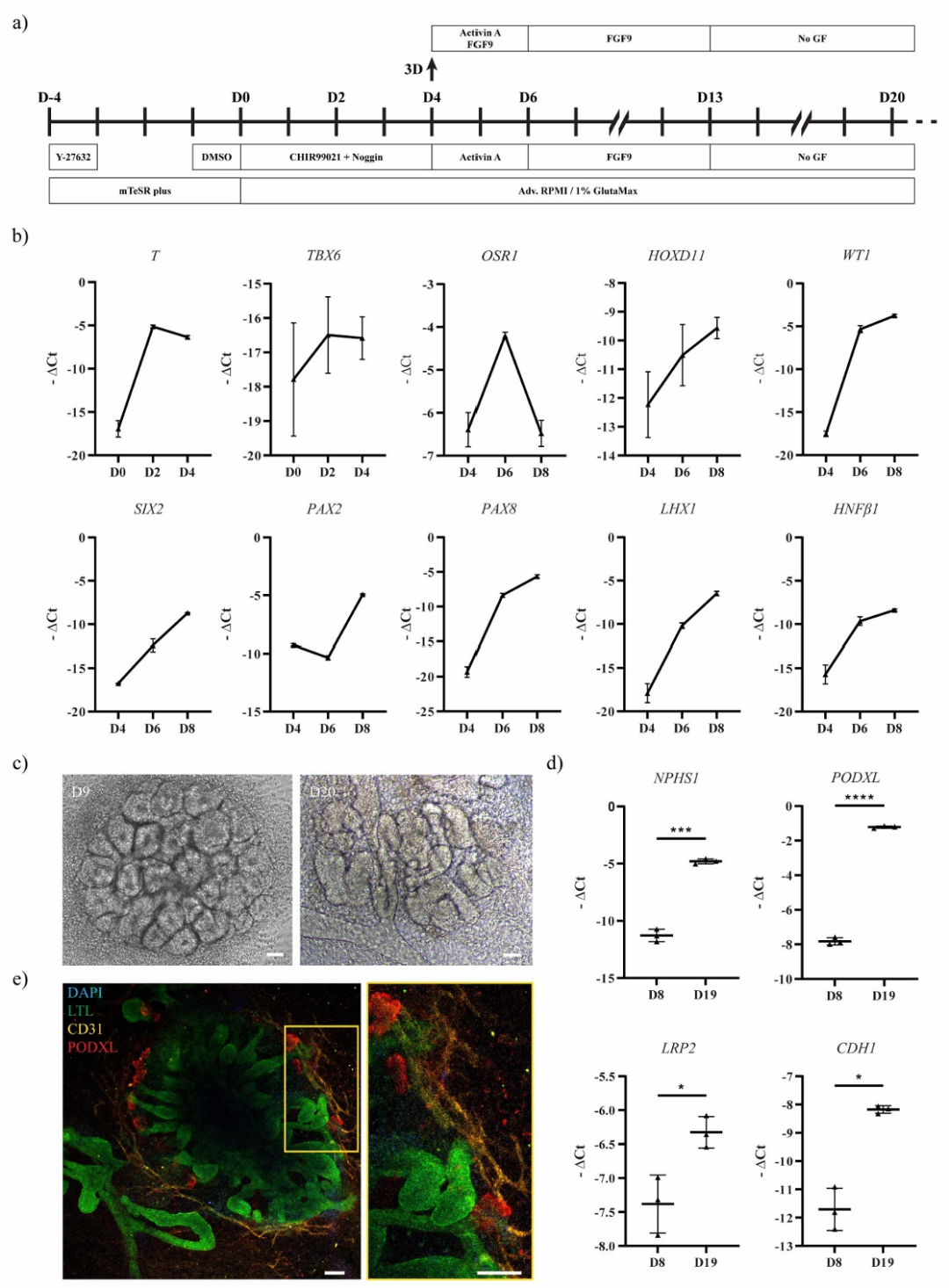 When Stem Cells Meet 3D Printing! Biofabrication: Microfluidic Bioprinting Technology Successfully 'Prints' Functional Kidney Organoids Responsive to Drugs