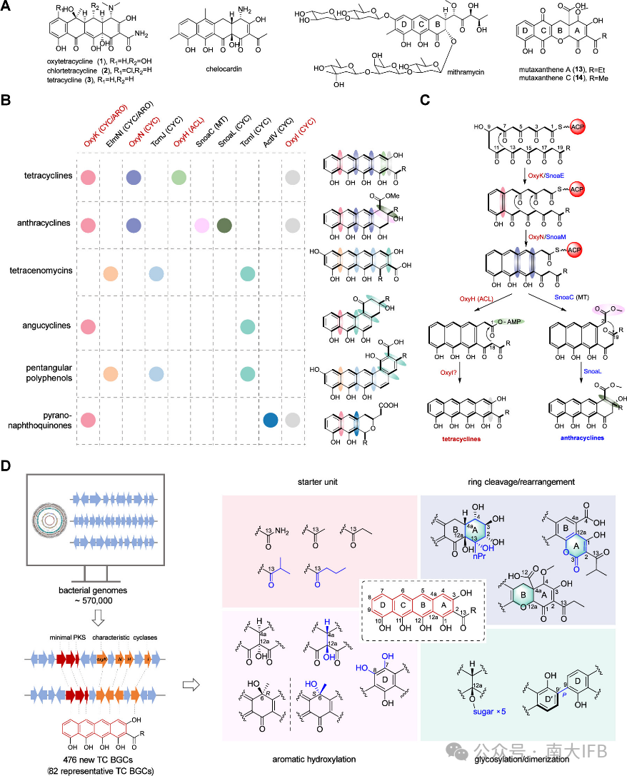 Uncovering the Molecular Landscape of Tetracycline Family Natural Products through Bacterial Genome Mining