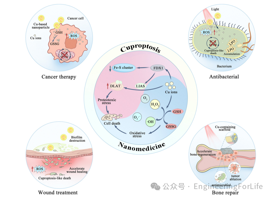 New Strategies for Cancer Treatment Using Copper Ions: Insights from Cuproptosis