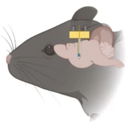 3D Printed Integrated Microfluidic Optogenetic Neural Probes: Combining Optical Stimulation with Drug/Virus Delivery Functions