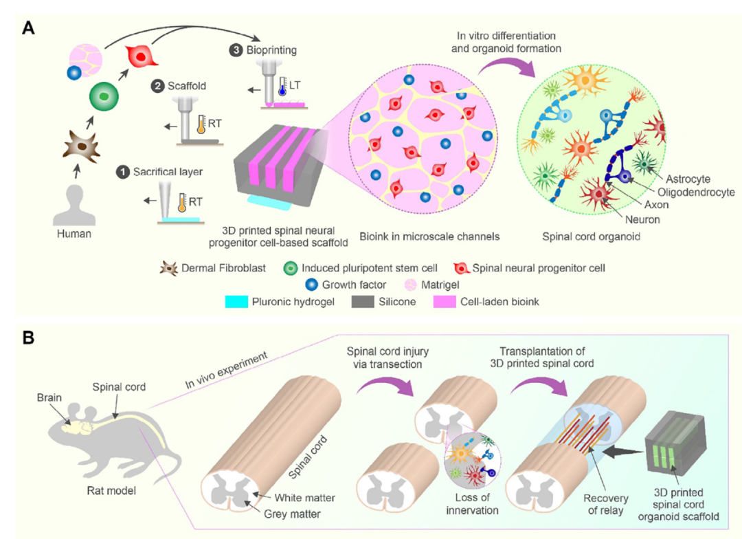 3D-Printed Scaffolds Promote Enhanced Spinal Organoid Formation for Use in Spinal Cord Injury