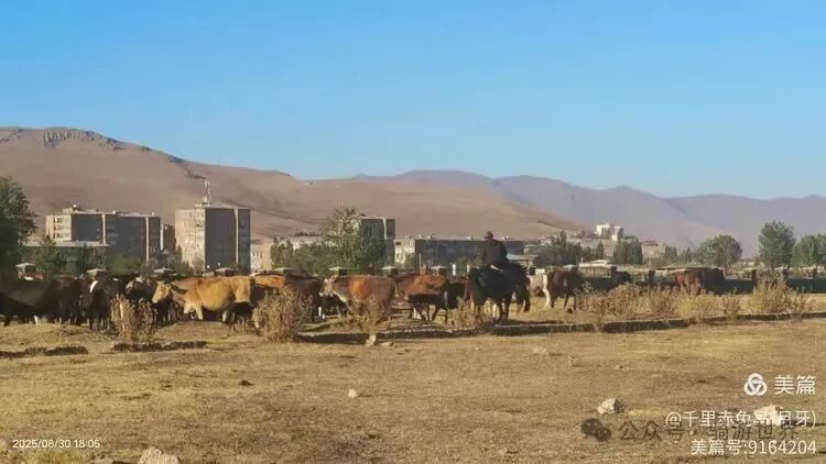A Return Customer After Eating Fish; Cycling from 11°C to 38°C to Yerevan (Days 19-20 of Cycling in the Caucasus + Turkey)