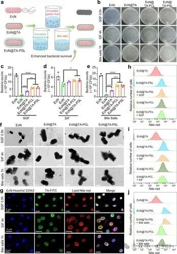 Oral Probiotic-Drug Conjugates for Targeted Colonization and On-Demand Drug Release in the Treatment of Ulcerative Colitis and Its Complications