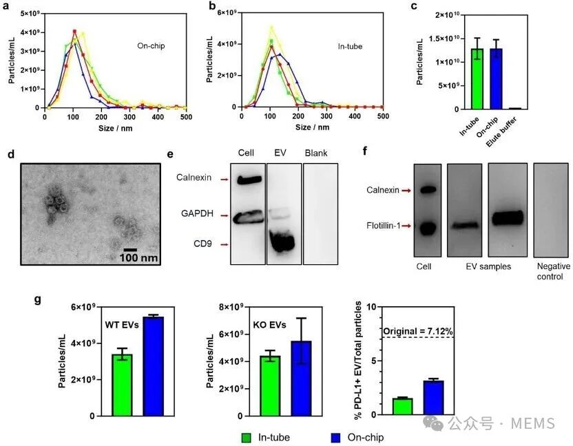 Digital Microfluidic Platform for Integrated Electrochemical Sensors: Automated Extraction and Detection of Extracellular Vesicles