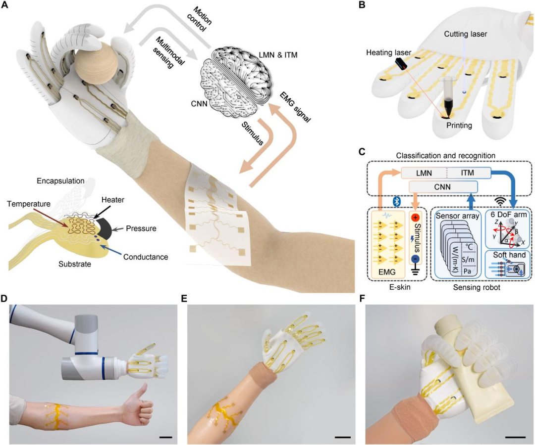 Giving Robots a Sense of Touch? Chinese Team Develops "Electronic Skin" to Open a New Era of Human-Machine Interaction