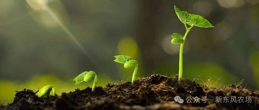 Peanut 'Underground Growth' Difficult to Monitor? AI Root Sensors Visualize 'Growth in Soil'