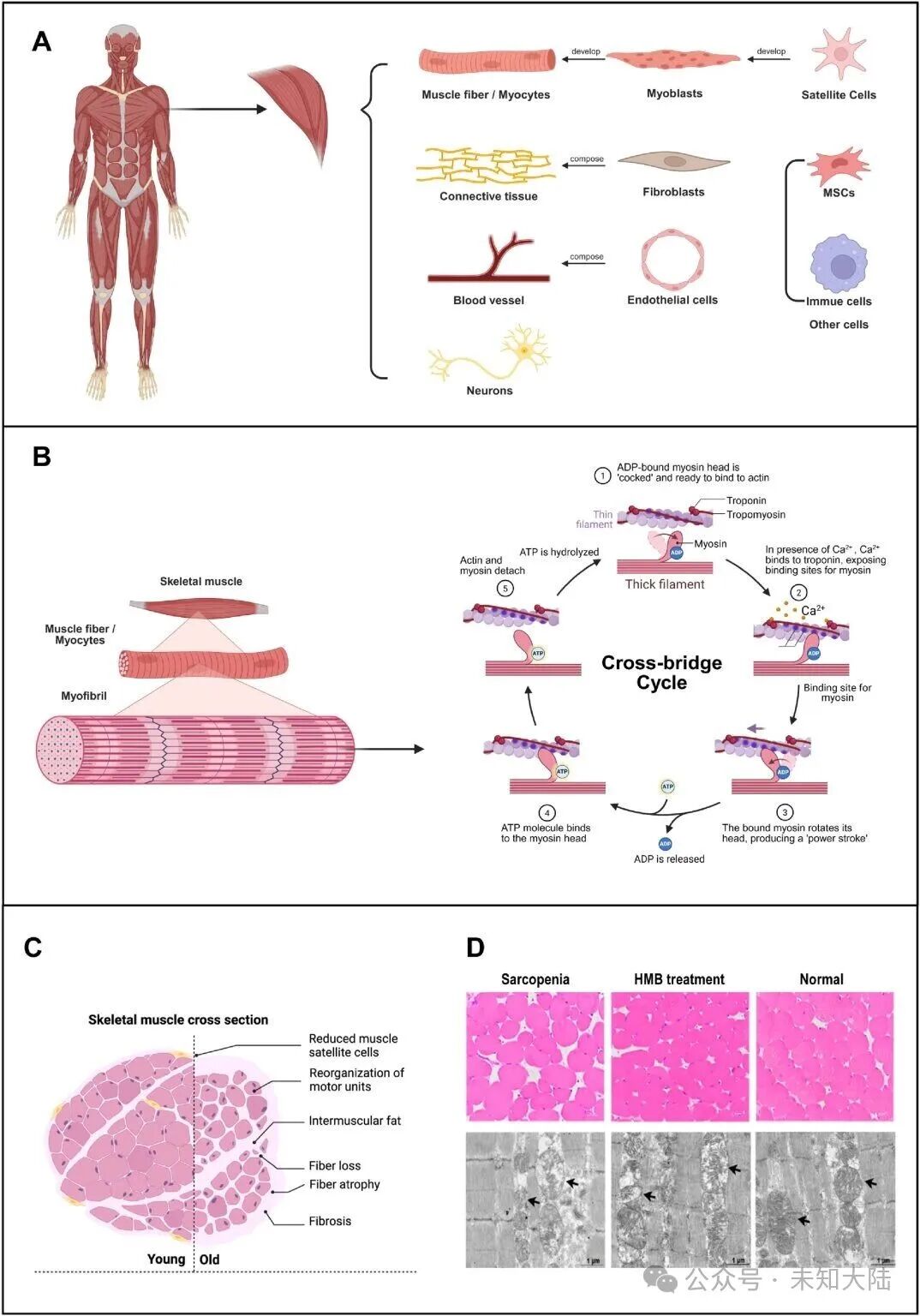 3D Printing Advances in Skeletal Muscle Chip Development